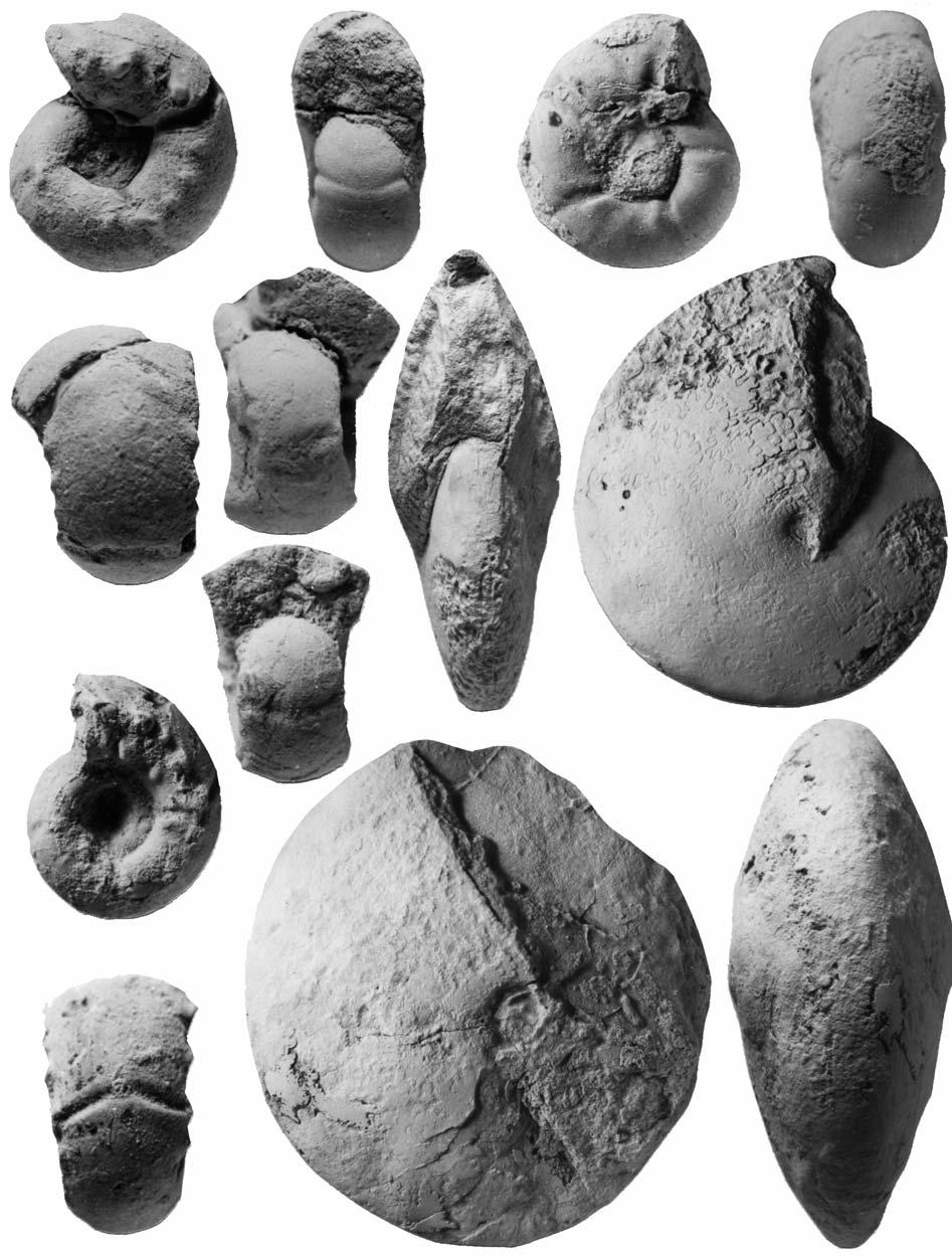 TURONIAN AMMONITES FROM SOUTHERN FRANCE 473 A D E F D B C J K G H I L M Text-fig. 23. A-C, G-I Fagesia sp. juv. A-C FSIT MSSP2, from SW of Marsa (Padern area); G-I MSNP2, from NE of Marsa.