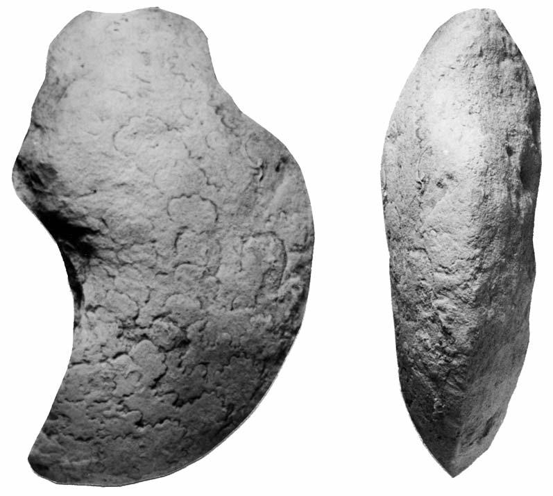 478 WILLIAM J. KENNEDY ET AL. Text-fig. 25. Choffaticeras (Leoniceras) sp., FSIT M5, from Baillesats. Figures are 1 seen, a phragmocone.