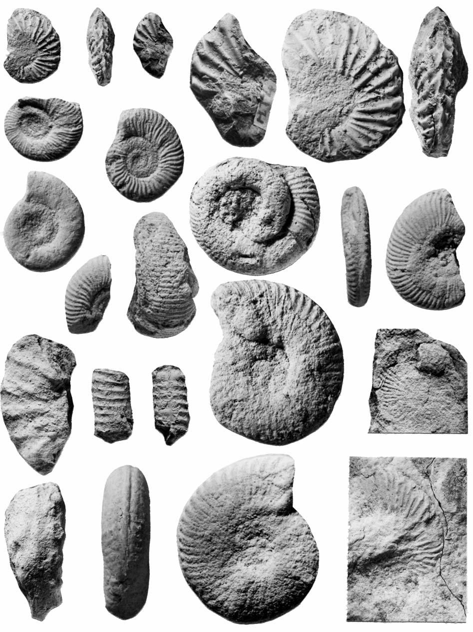 TURONIAN AMMONITES FROM SOUTHERN FRANCE 481 A