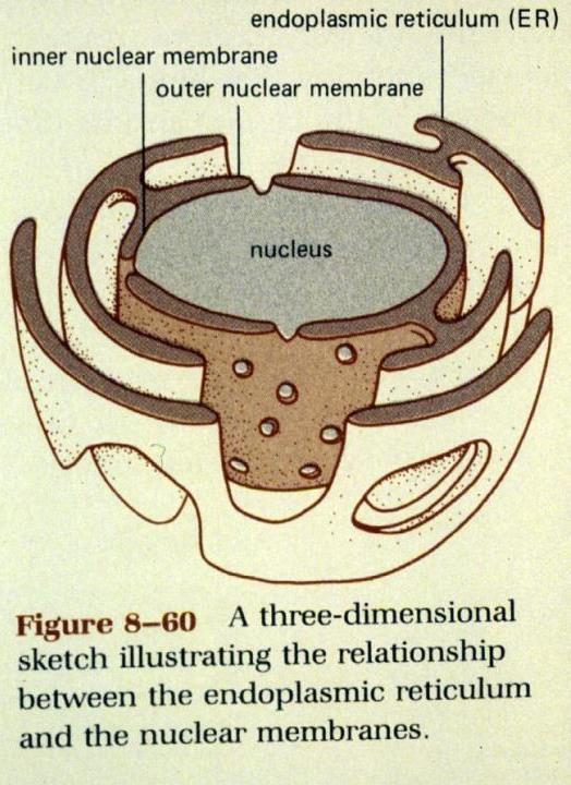 Nuclear envelope Cell