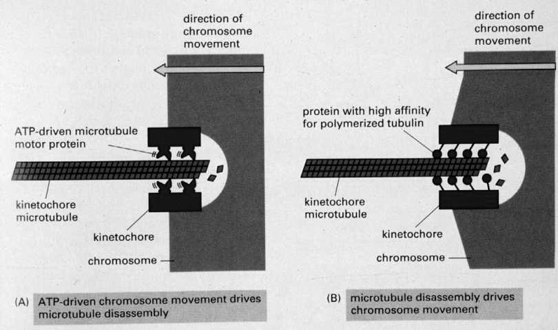 Mechanisms of chromosome