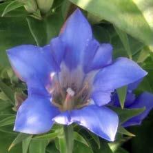 gentian Parcy