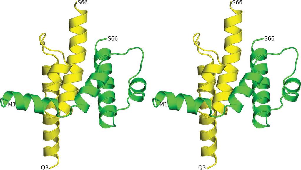3. Results 3.1. Structure of desarg-c5a The protein crystallizes as an asymmetrical dimer with approximate dimensions of 29 49 51 Å (Fig. 2).