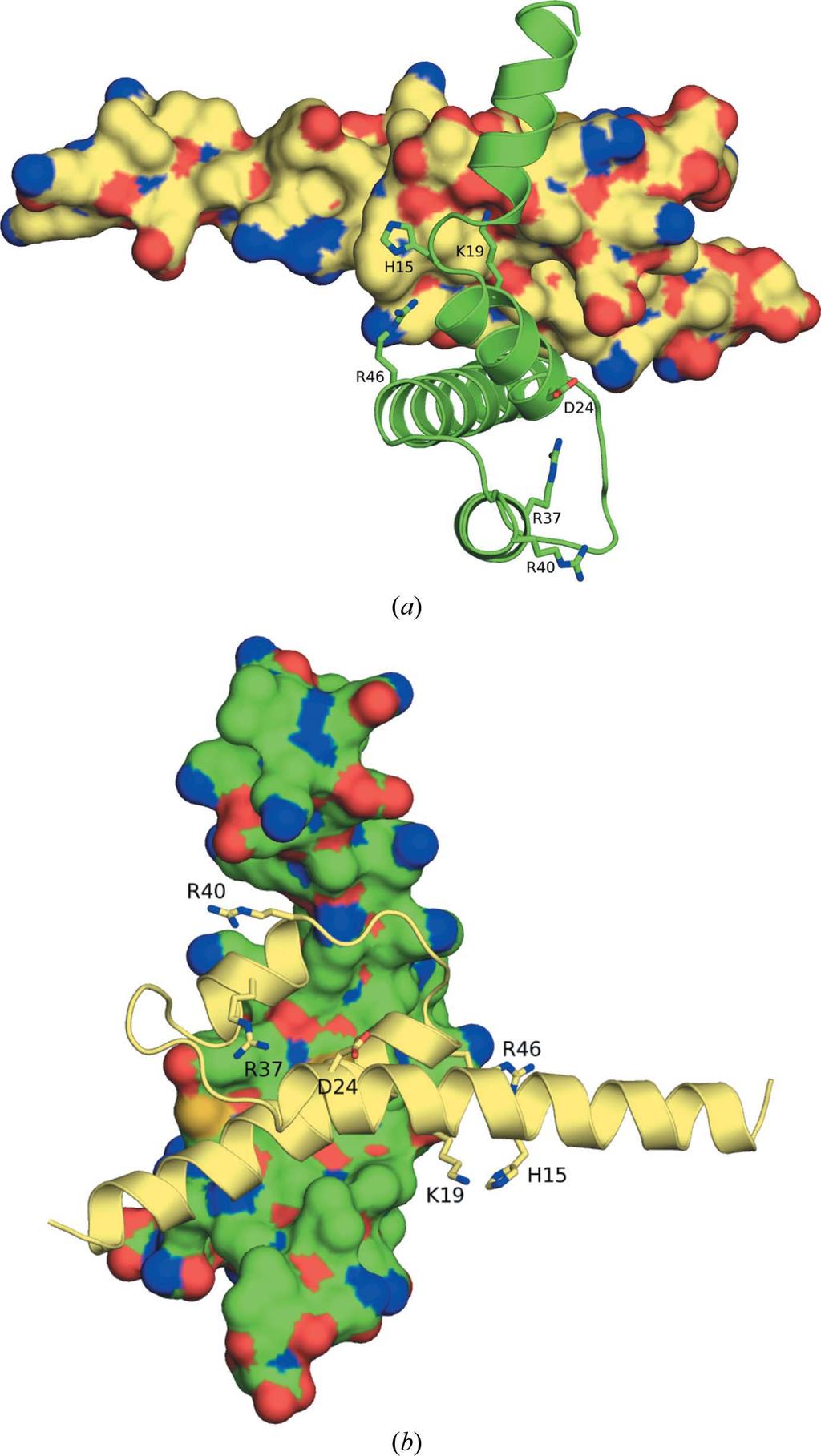 the fact that in the crystal two C3a monomers interact with each other with their C-terminal helices in antiparallel fashion; this association may stabilize the conformation of the last few residues.