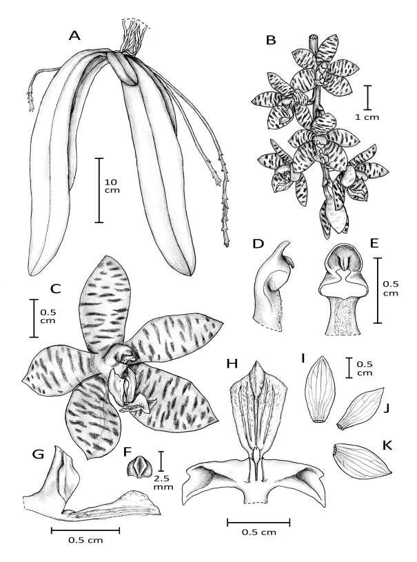 Metusala, D & O Byrne, P : Phalaenopsis kapuasensis 