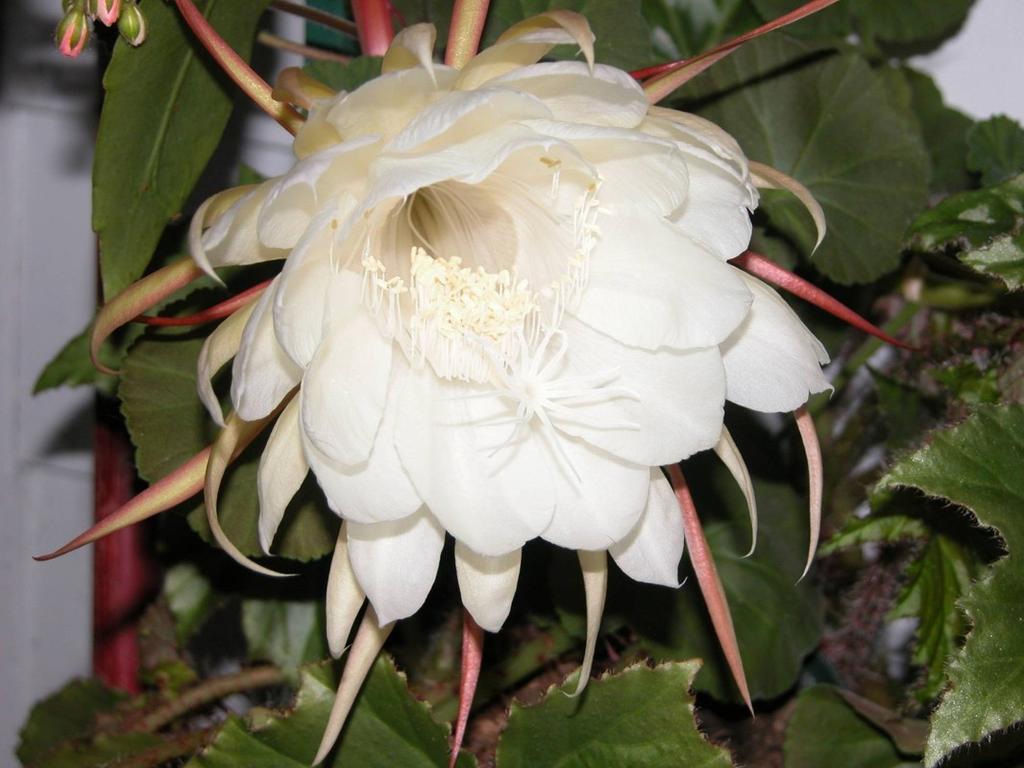 A night-blooming cactus with very large flowers accessible only to flying pollinators. Here, bats: note the arrangement of stamens.