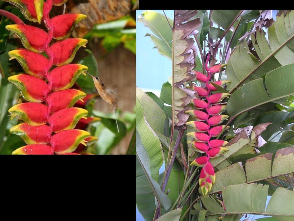 Many tropical plants have highly coevolved relationships with hummingbirds; as with bats, flowers produce large quantities of pollen.