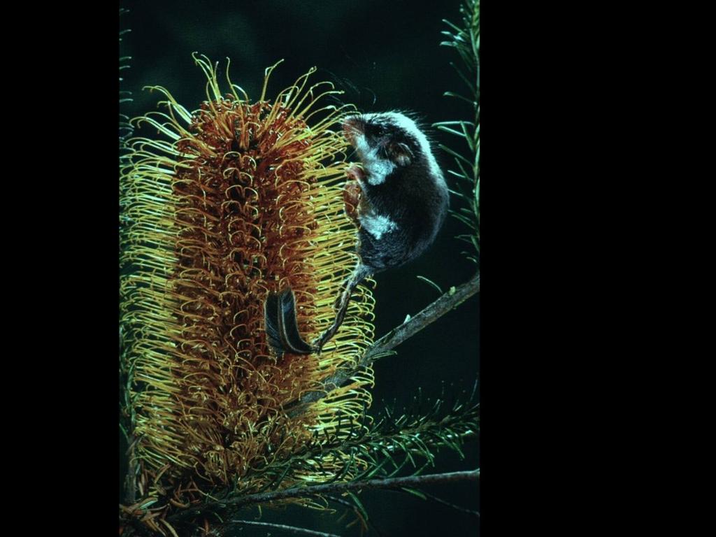 Marsupial pollinator: honey-glider (size of small mouse, but glides like flying squirrel) pollinating Banksia shrub.