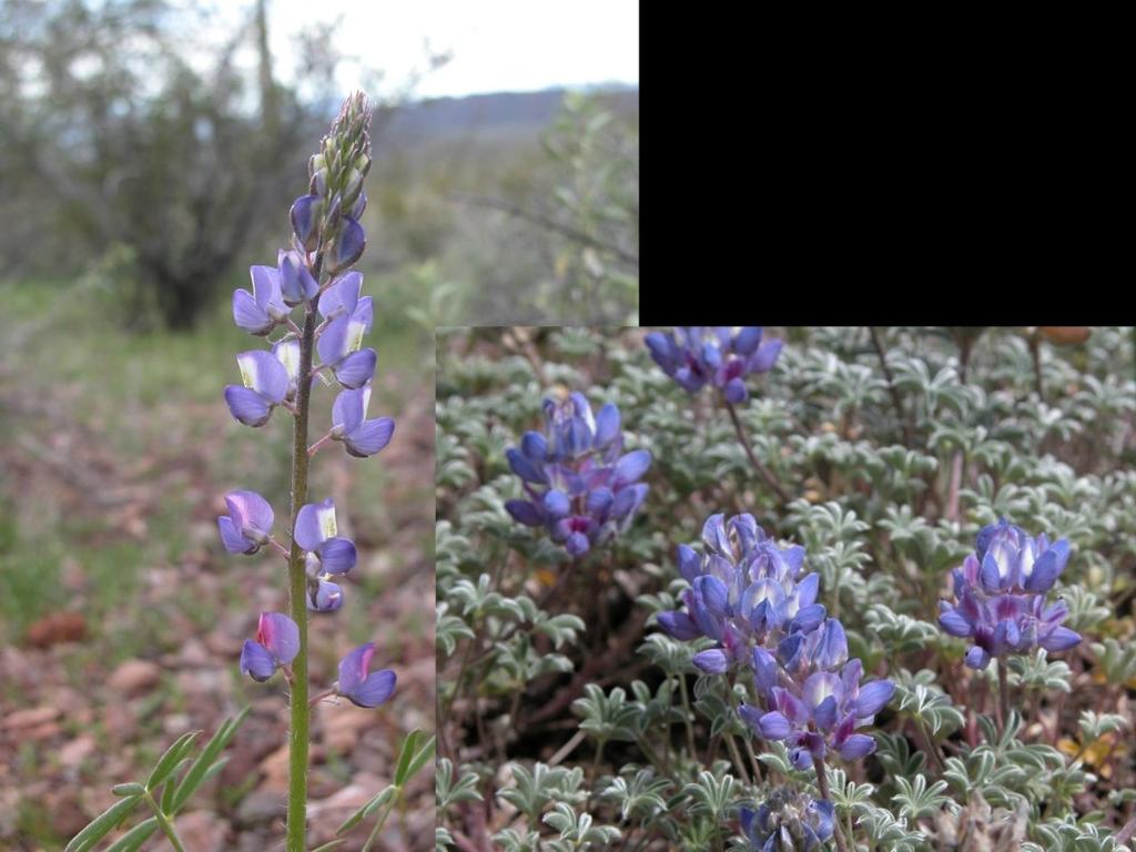 Lupine flowers: the 'standard' upright petals on flower changes color after flower is pollinated.