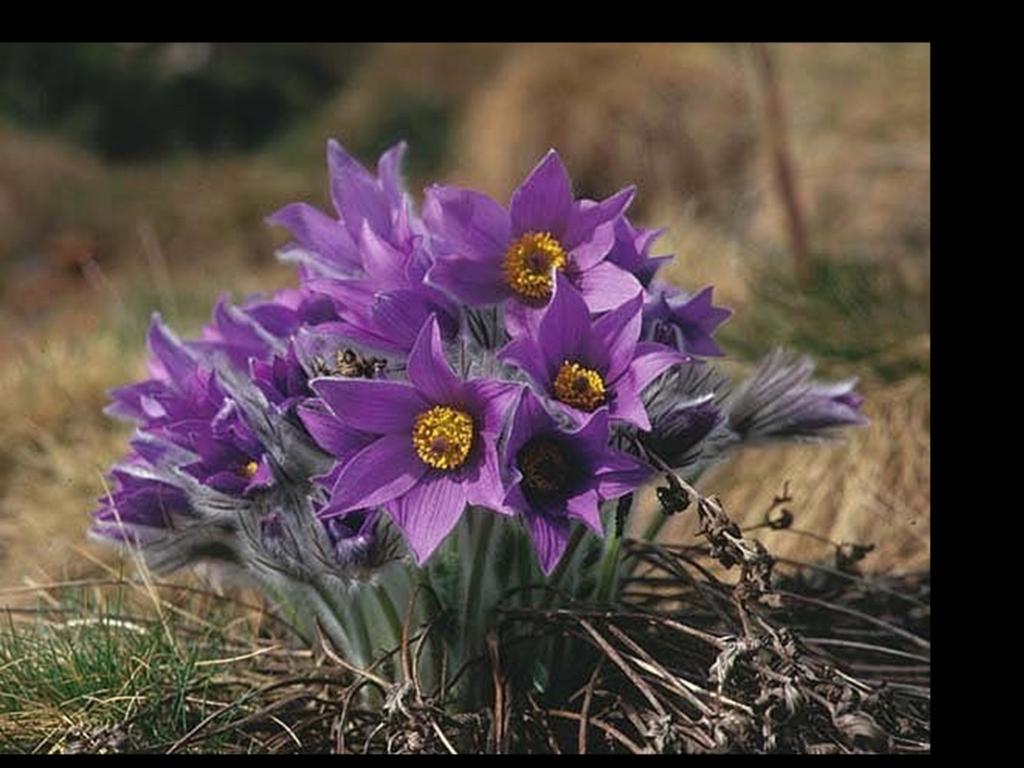 Early-spring-blooming 'pasque flower.