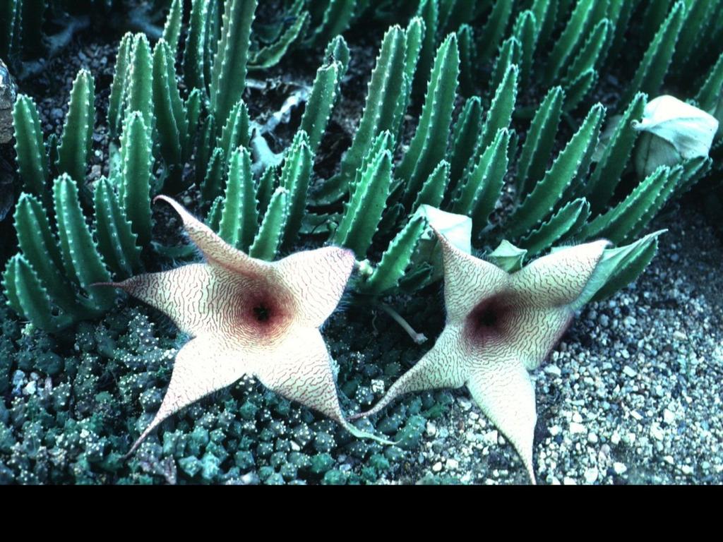 Another corpse flower an African Stapelia.