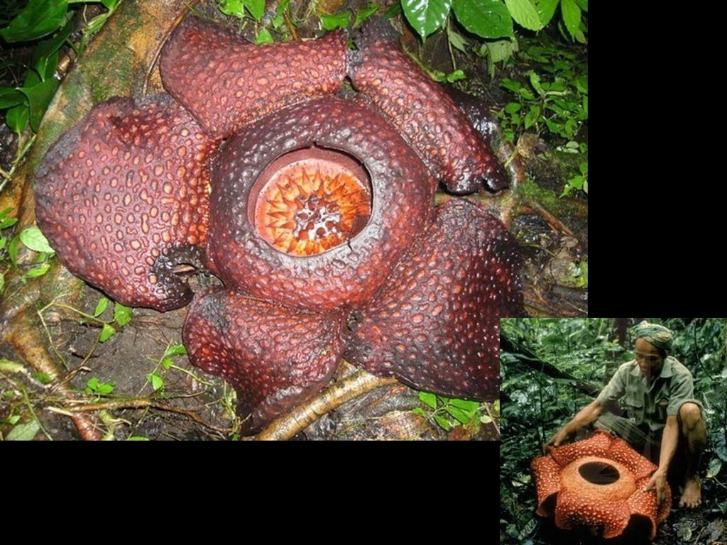 The largest single flower on the planet Rafflesia is a corpse-flower. Genus is from southeast Asia.
