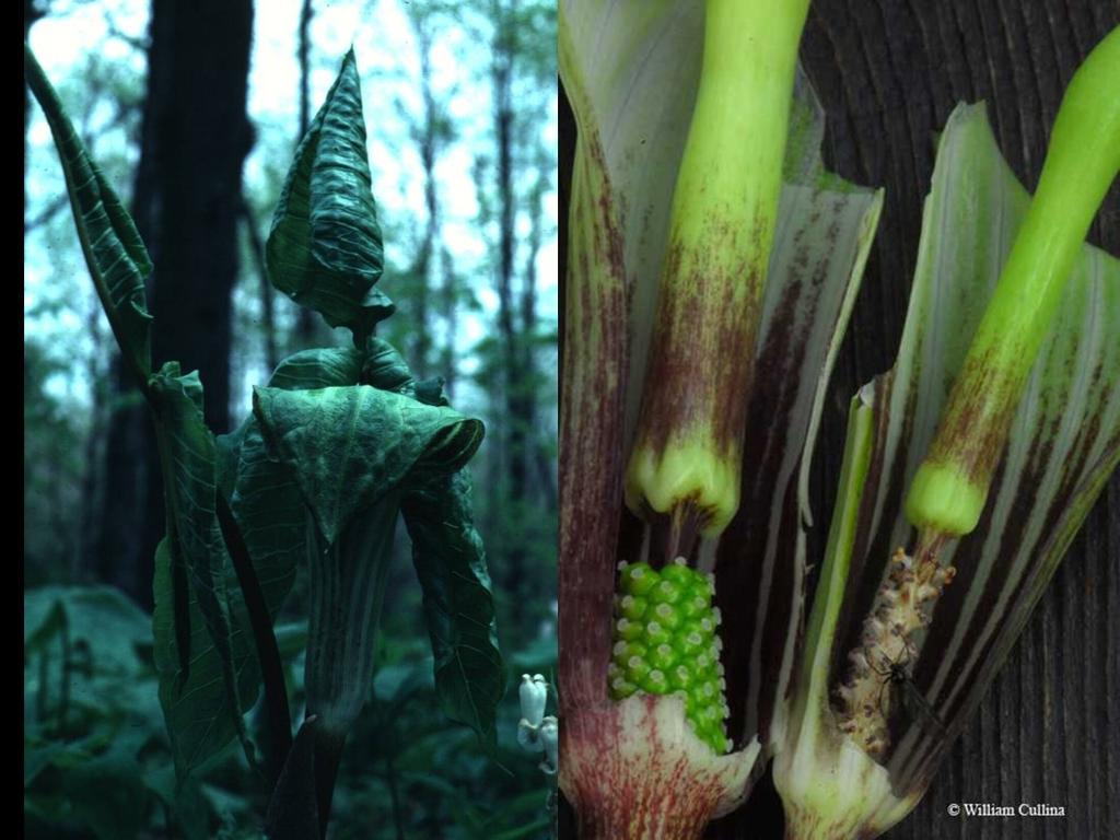 Another local native forest wild-flower, 'jack-in-the-pulpiit' (Arisaema triphyllum) is pollinated by randomly bumbling fungus gnats who are trapped in the funnel of the inflorescence (where the