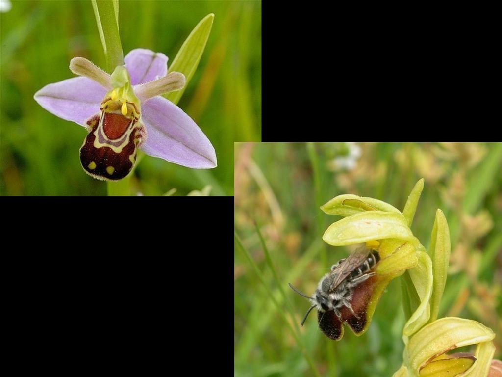 There is a vast array of flowers especially orchids that exploit insect pollinators by chemical cues for example, using scents that mimic insect sex pheromones.