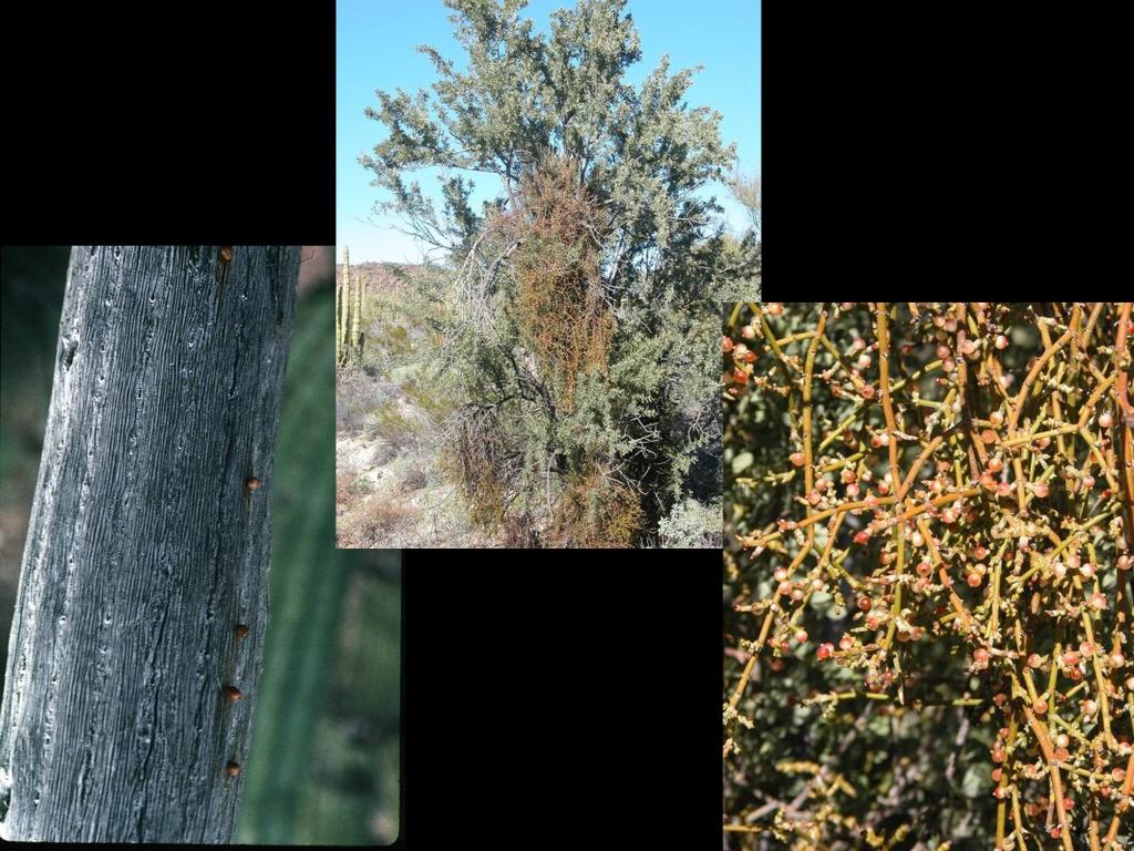Mistletoes are parasites on woody plants; many are non-photosynthetic.