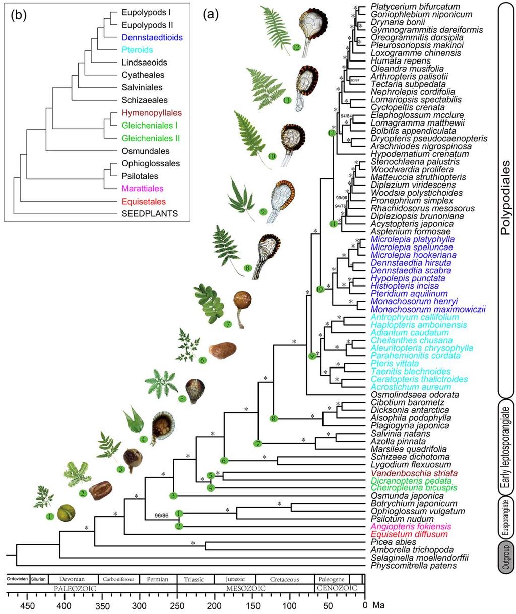 Figure 3. Phylogeny of ferns reconstructed by coalescent-based method using nucleotide sequence with divergence times calculated.