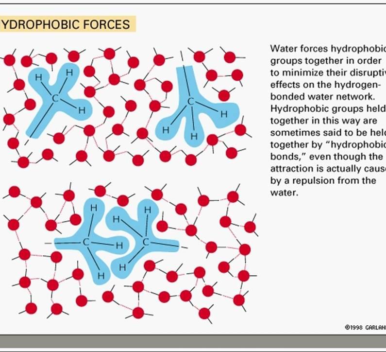Hydrophobic