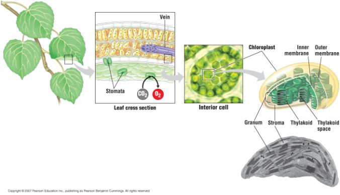The Basics of Almost all plants are photosynthetic