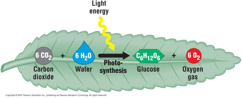 Chloroplasts: Sites of The Overall Equation for The