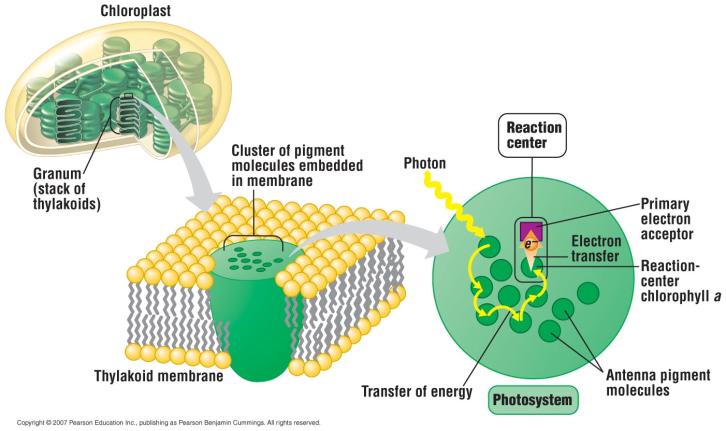A photosystem Is an organized group of chlorophyll and other molecules.