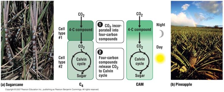 Water-Saving Adaptations of C4 and CAM Plants C3 plants Use CO2 directly from the air.