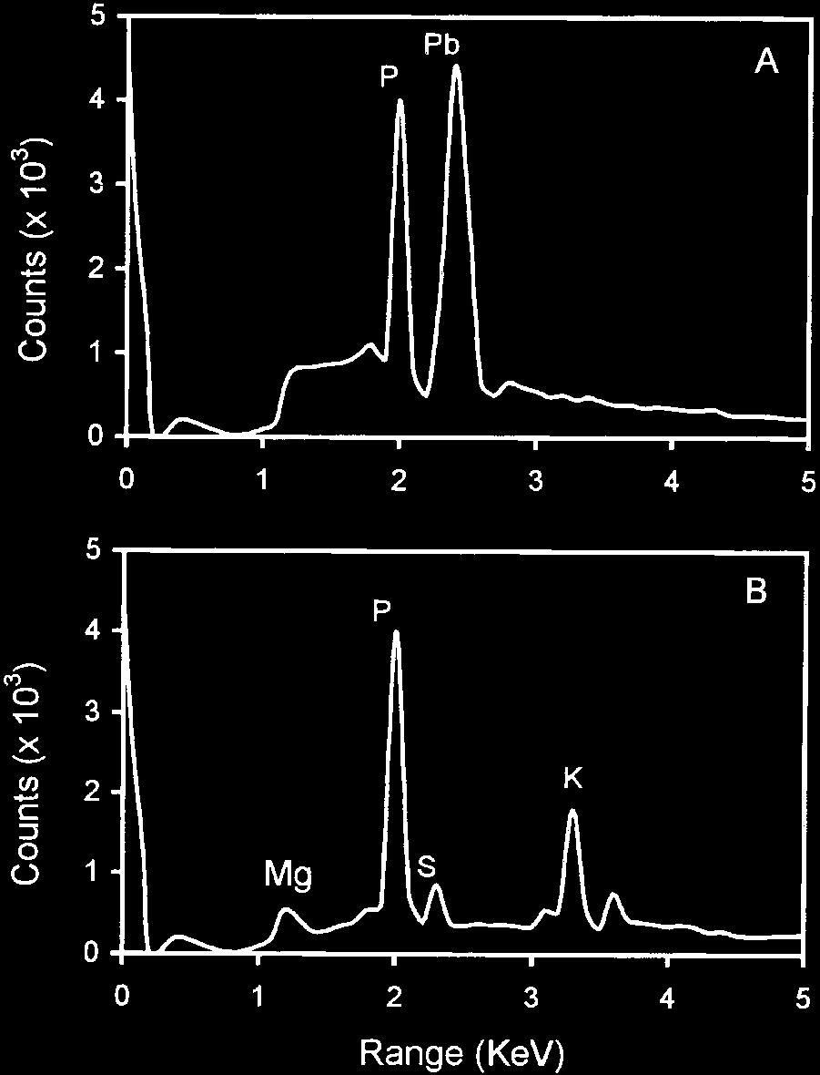 Kinetics of lead sorption at di erent initial ph values For a detailed characterization of the adsorption kinetics, the classical adsorption model of Langmuir is often used (de Rome & Gadd 1987; Akzu