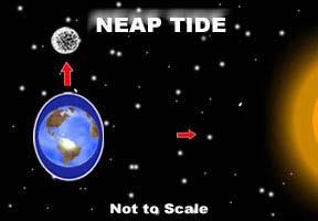 When the Sun and Moon form a right angle, as when we see a half moon, their pulls fight each other and we notice a smaller difference between high and low tides. These are called neap tides.