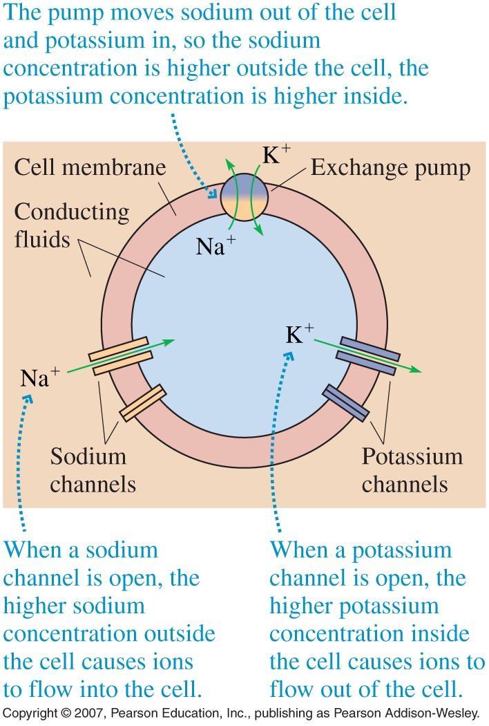 Ion pumps in a cell The cell attains a 70mV potential across