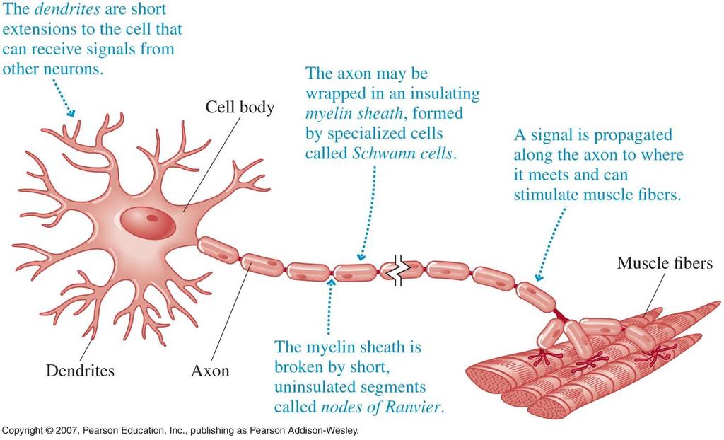 Neurons Neuron cells collect inputs to the cell, sends down the