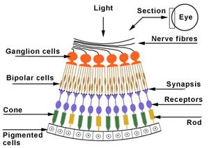 -16- Cross-section of the retina Rod cells also lie on your retina, but away from the fovea.