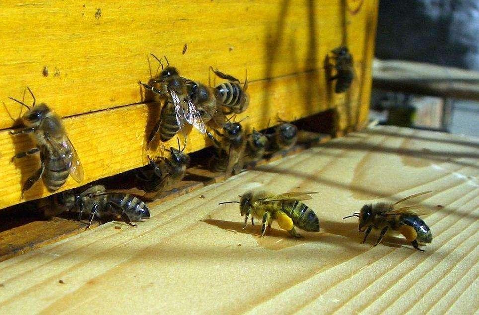 Bees: European honeybees European honeybee decline a major concern for agriculture Primary U.S.