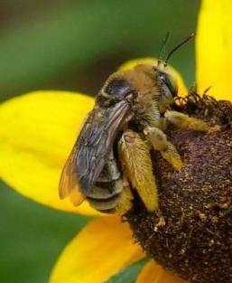effective agricultural pollinators