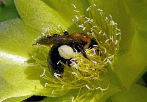 from flowers What makes bees effective pollinators: