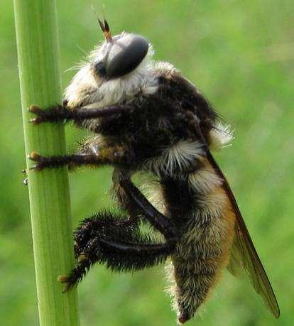Bumblebee-mimic
