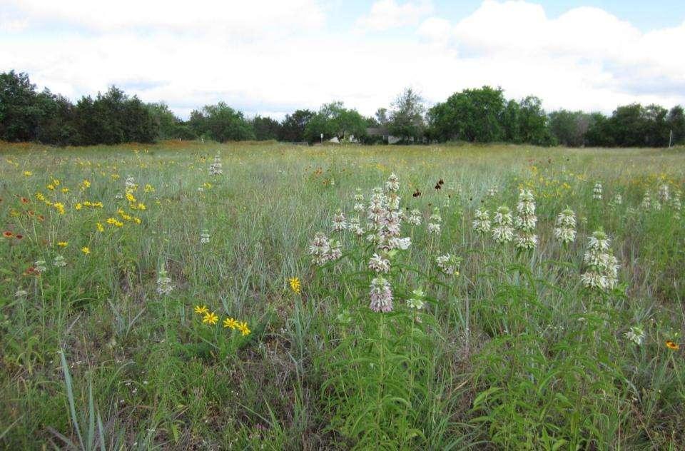 Augment resources: Nectar and pollen Increase diversity of native flowering plants Enlarge or create