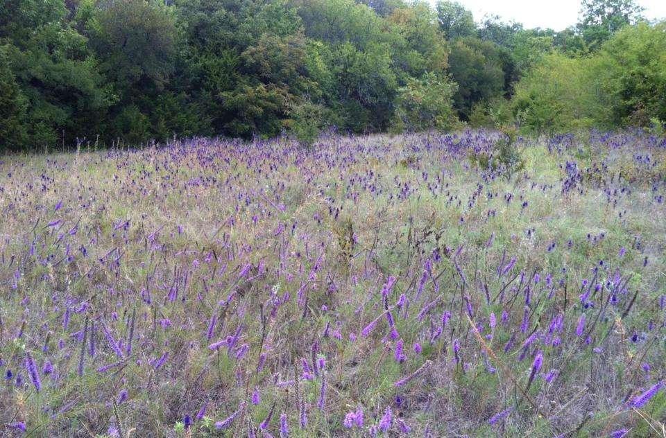 Augment resources: Nectar and pollen Increase diversity of native flowering plants Need a