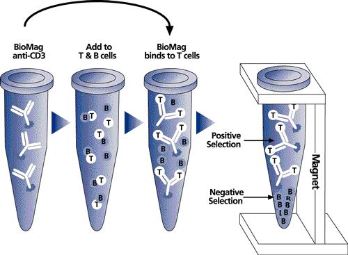Figure 1.1. Immunoselection demonstrating positive selection of T cells using magnetic nanoparticles (Vettese-dadey, 1999).