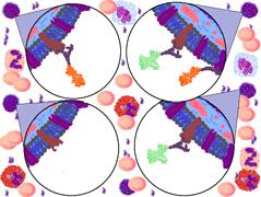CD19-PE (B 細胞 ) 染色概念 : 先在 FS /SS Dot Plot 上抓到淋巴球, 再以 FL1 Log/FL2 Log Dot Plot