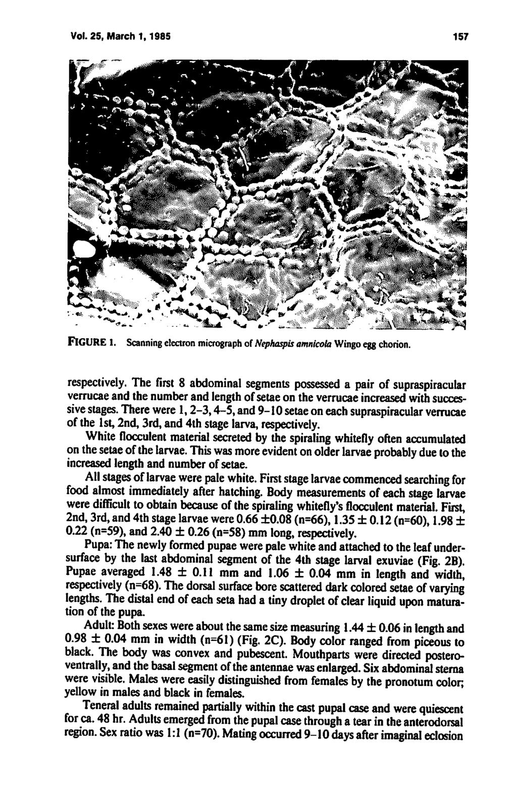 Vol. 25, March 1,1985 157 FIGURE I. Scanning electron micrograph of Nephaspis amnicola Wingo egg chorion. respectively.
