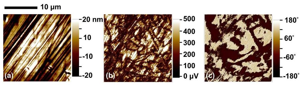 Figure 5.9 Ferroelectric domain observation by PFM on a (001) cub platelet of the La-PZT (#1) single crystal: (a) Surface topography, (b) PFM amplitude, and (c) PFM out-of-plane phase images.