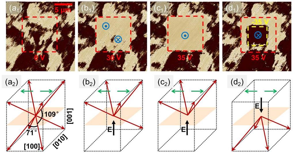 Figure 5.10 Ferroelectric domain switching processes realized in a (001) cub - oriented La-PZT (#1) single crystal, as revealed by PFM.