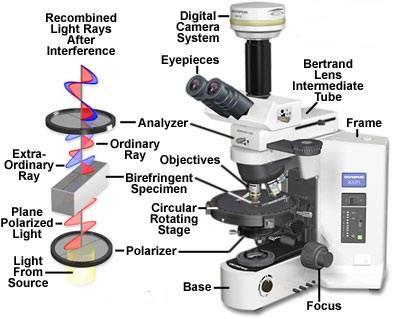 specimen, and an analyzer (A), which is placed in the optical pathway between the objective rear aperture and the observation tubes (Figure 2.11).[80] Figure 2.