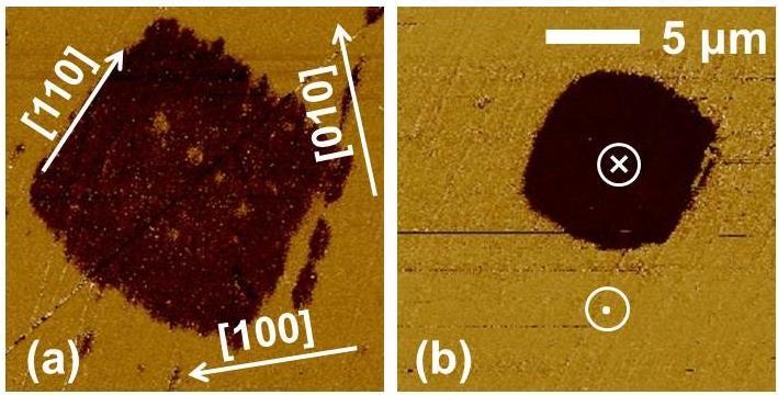 influence of electric field, which was previously applied during the optical observation, PFM was performed on another (001) cub platelet cut from the same as-grown PZT (x = 0.54) single crystal.