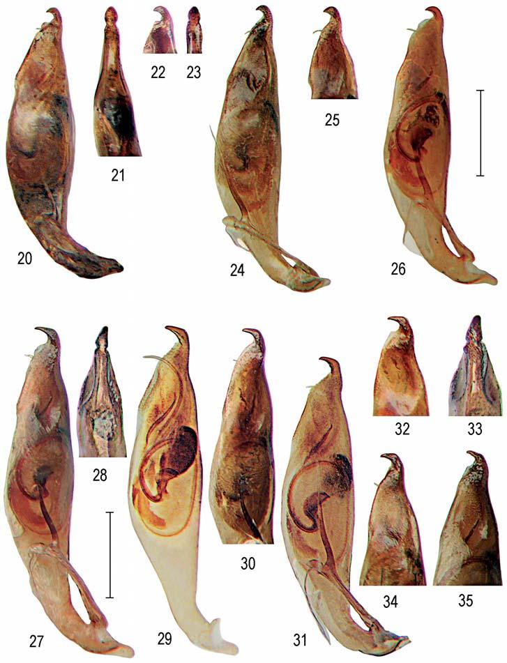 Revision of Odontochilina 4. A new species and synonymy within Odontocheila Figs 20 35. Aedeagi or their apices. 20 26: Odontocheila hamulipenis W.