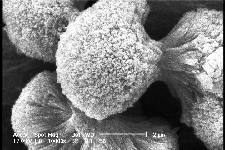 FIG. 1. Scanning electron micrograph of Cu nanoparticles formed in the presence of PVA as surfactant in aqueous medium.
