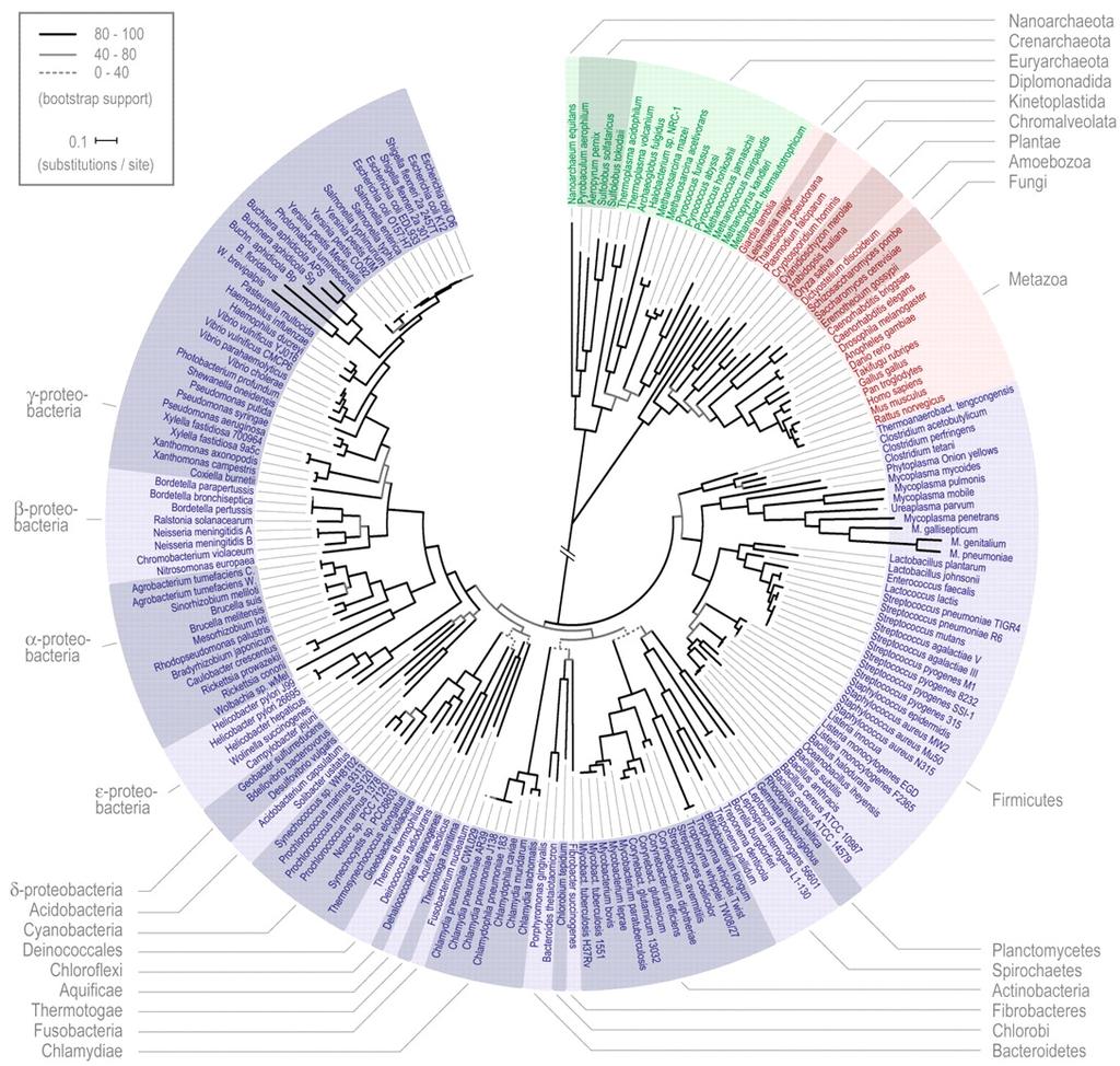 Tree of life: genetically sequenced species Archaea Each branch represents a common ancestor whose descendants