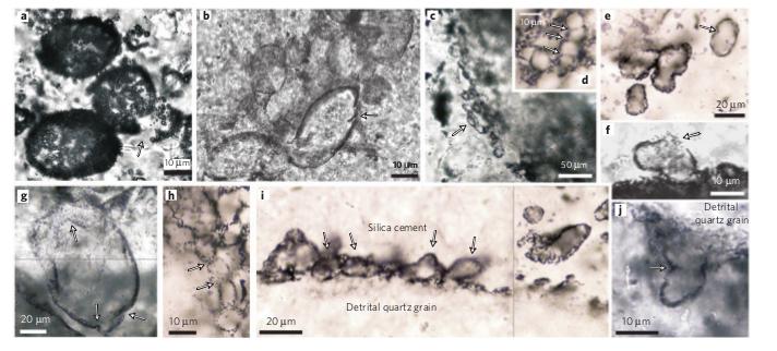Microfossils Wacey et al.