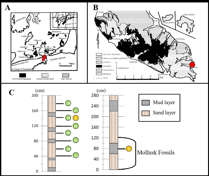 Journal of Estimating Paleoenvironments Utilizing Foraminiferal Fossils from the Toyohama Formation, Aichi Prefecture, Central Japan Ryusuke Kimitsuki 1, Eric Brandon Walker 1,2 1 Ritsumeikan
