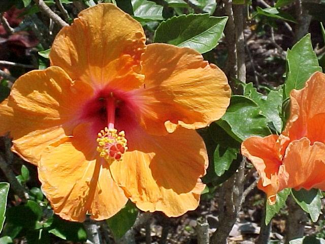 Horticulture in Florida Science, Mathematics, and Language Arts Brief Description: Students will determine the different characteristics used for grouping and naming plants with common and scientific