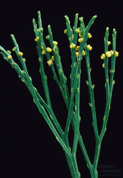 Psilophyta Whisk Ferns True